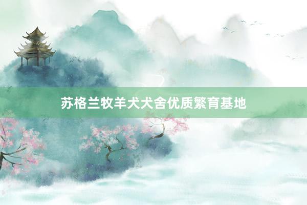 苏格兰牧羊犬犬舍优质繁育基地